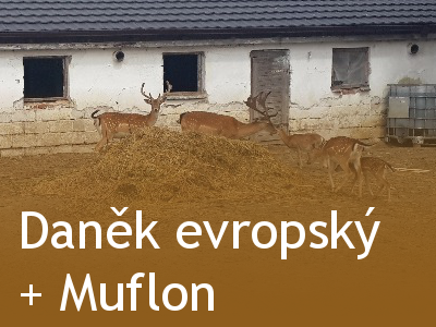 Daněk evropský + Muflon